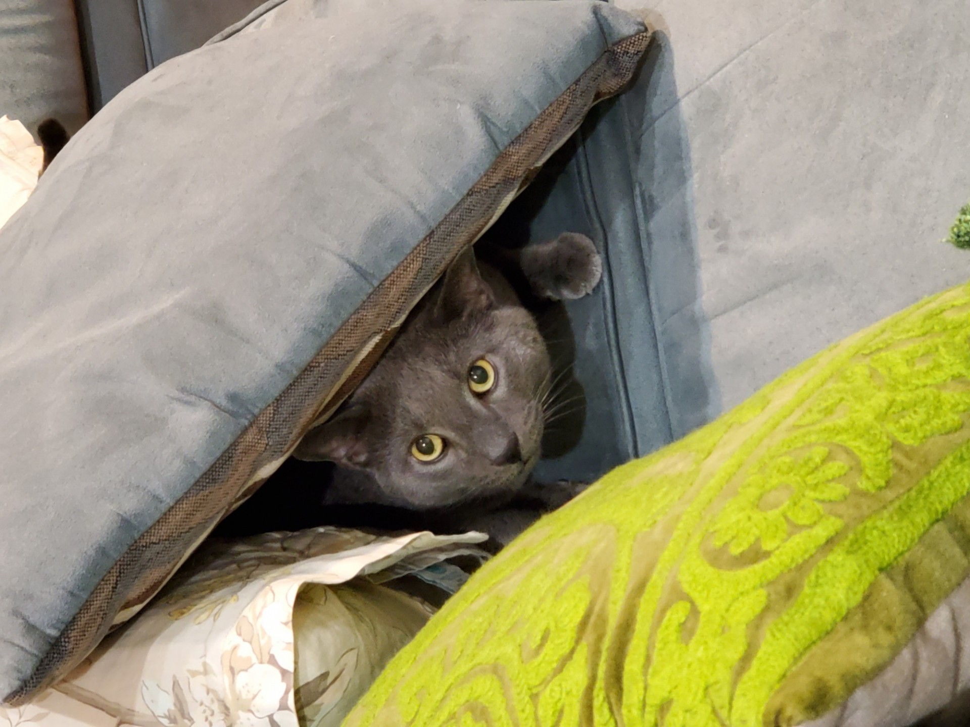 Grey cat hiding under pillows with yellow eyes wide open