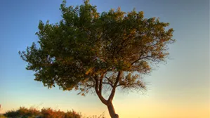 pretty tree
