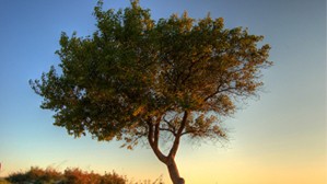 pretty tree